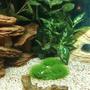 fish tank picture - Juwel 190 just after set up
