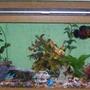75 gallons freshwater fish tank (mostly fish and non-living decorations) - 75g