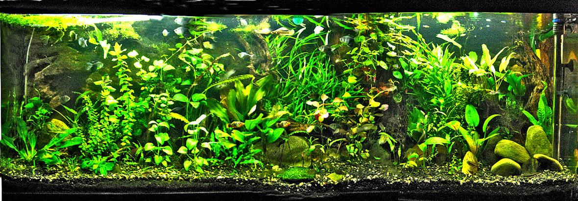 148 gallons planted tank (mostly live plants and fish) - This is my newly re-planted 600 litre tank!