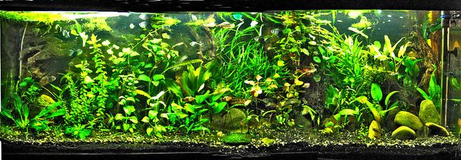 148 gallons planted tank (mostly live plants and fish) - This is my newly re-planted 600 litre tank!