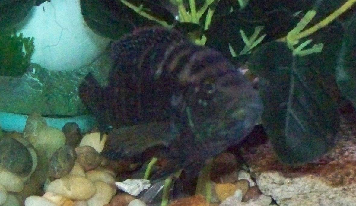 freshwater fish - nandopsis octofasciatum - jack dempsey stocking in 75 gallons tank - Jack Dempsey