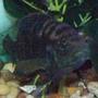 freshwater fish - nandopsis octofasciatum - jack dempsey stocking in 75 gallons tank - Jack Dempsey