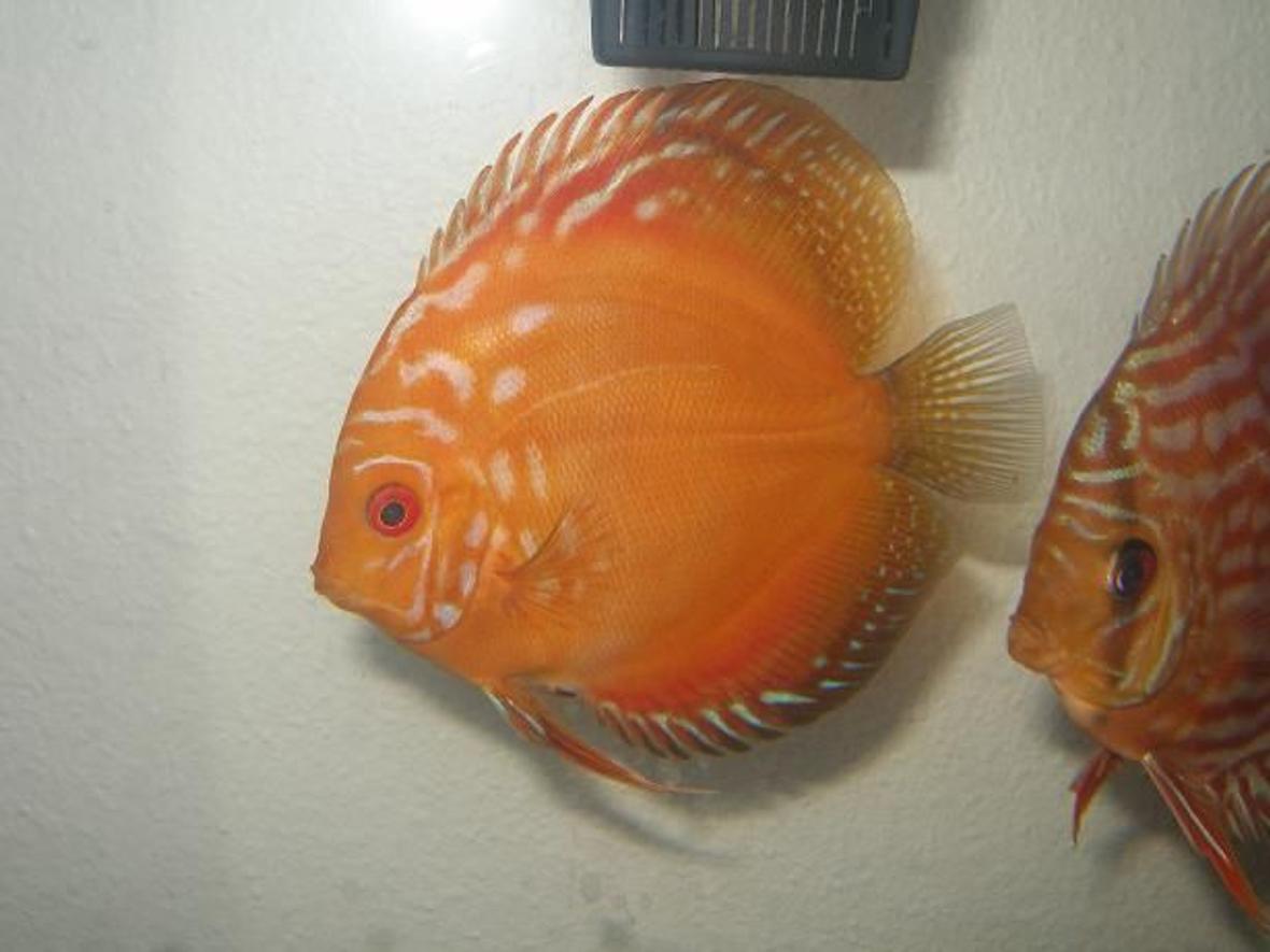 freshwater fish - symphysodon spp. - pigeon blood discus stocking in 55 gallons tank - 5 1/2 " Pigeon Blood Discus, this is the same fish as the first pic when he was a baby