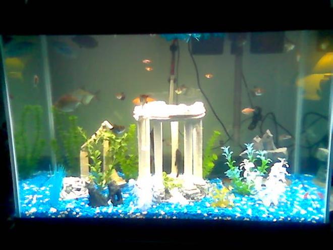 75 gallons freshwater fish tank (mostly fish and non-living decorations) - 65g
