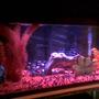 75 gallons freshwater fish tank (mostly fish and non-living decorations) - 20g who deys new home