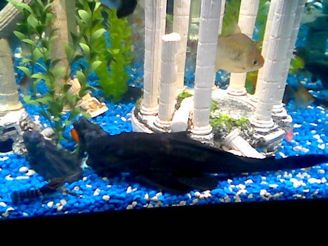 freshwater fish - metynnis argenteus - silver dollar stocking in 75 gallons tank - monster 13.5inch pleco with blue lobster and my silver doller my vary first fish over 5 years ago