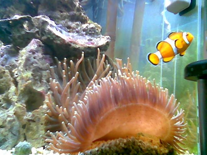 corals inverts - macrodactyla doreensis - long tentacle anemone stocking in 75 gallons tank - green long tintical anemone with marlin