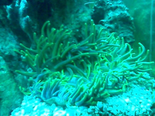 corals inverts - macrodactyla doreensis - long tentacle anemone stocking in 75 gallons tank - green long tentical anemone2