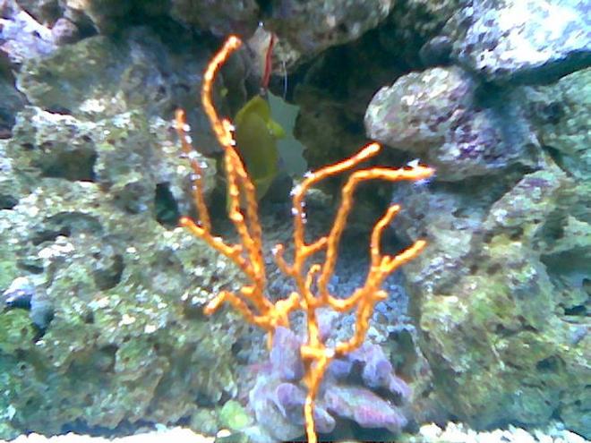 corals inverts - diodogorgia nodulifera - yellow finger gorgonian stocking in 75 gallons tank - yellow deepwater gorgonian