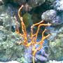 corals inverts - diodogorgia nodulifera - yellow finger gorgonian stocking in 75 gallons tank - yellow deepwater gorgonian