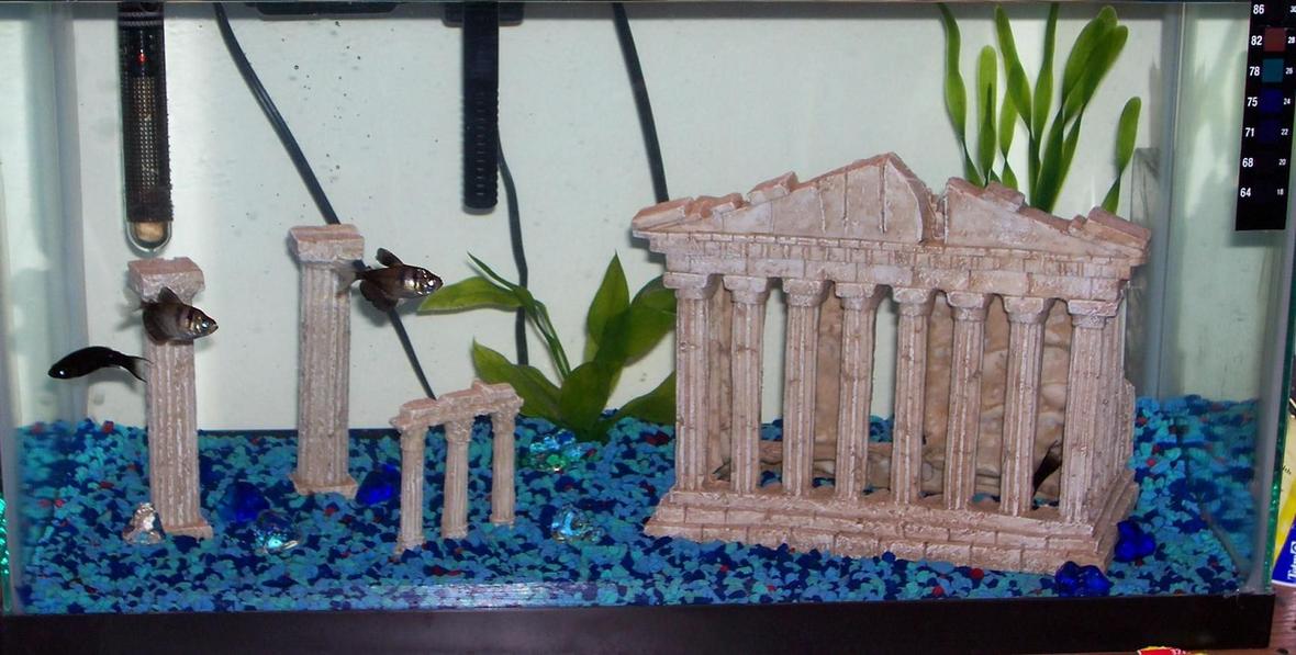 10 gallons freshwater fish tank (mostly fish and non-living decorations) - 1st tank-10 gallon column thing goin on