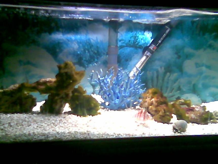 Rated #72: 75 Gallons Saltwater Fish Tank - 20g salt