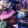 fish tank picture - corals