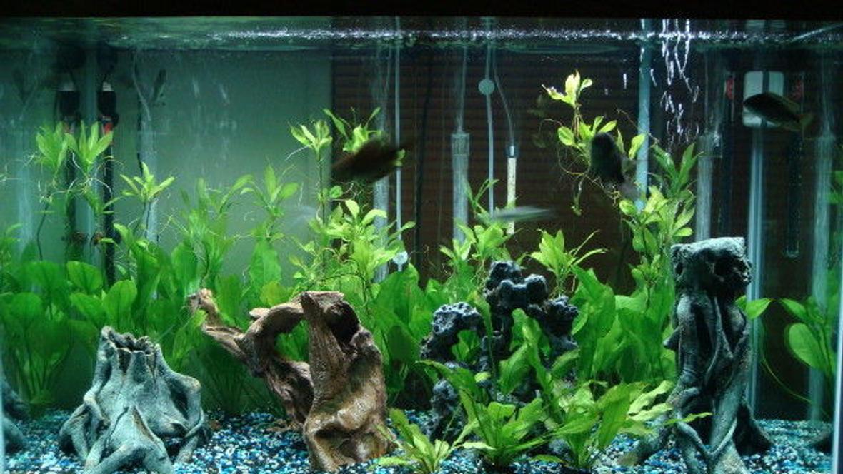 150 gallons planted tank (mostly live plants and fish) - my tank. 150gal