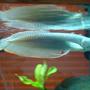 freshwater fish - osteoglossum bicirrhosum - silver arowana stocking in 150 gallons tank - arowana, he is now about 18 inches long