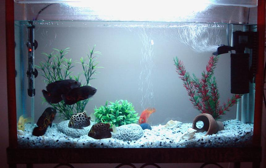 Rated #2877: Freshwater Fish Tank - My Oscar,Scott & Parrot fishes living together.