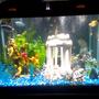 75 gallons freshwater fish tank (mostly fish and non-living decorations) - 65g fresh