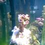 corals inverts - caulastrea furcata - candy cane coral stocking in 75 gallons tank - candy coral