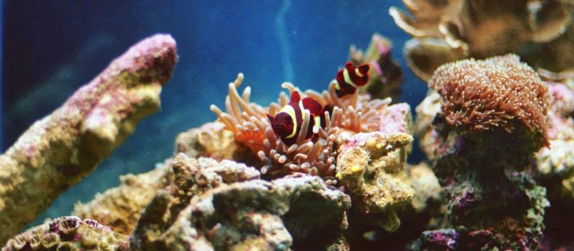 saltwater fish - premnas biaculeatus - yellowstripe maroon clownfish stocking in 60 gallons tank - My mated gold stripe maroon clowns and their bubble tip anemone!