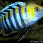 freshwater fish - cynotilapia afra - afra cichlid stocking in 180 gallons tank - Cynotilapia afra Cobue