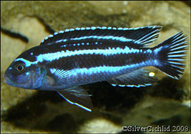 freshwater fish - melanochromis cyaneorhabdos - maingano cichlid stocking in 180 gallons tank - Melanochromis maingano