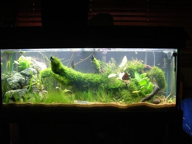 50 gallons planted tank (mostly live plants and fish) - nearly finished need to get a few new plants and let everything grow