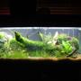 50 gallons planted tank (mostly live plants and fish) - nearly finished need to get a few new plants and let everything grow
