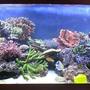 160 gallons reef tank (mostly live coral and fish) - My new tank !
