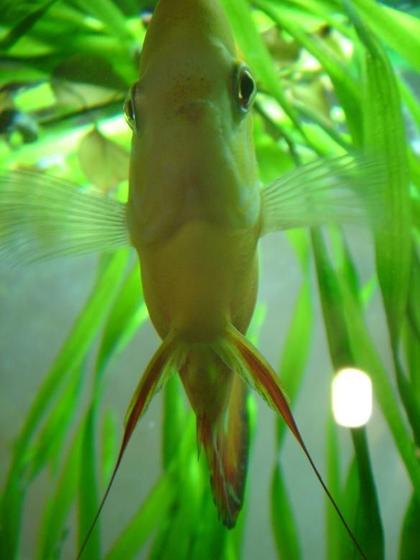 freshwater fish - symphysodon sp. - red marlboro discus stocking in 50 gallons tank - close up of my red marlboro