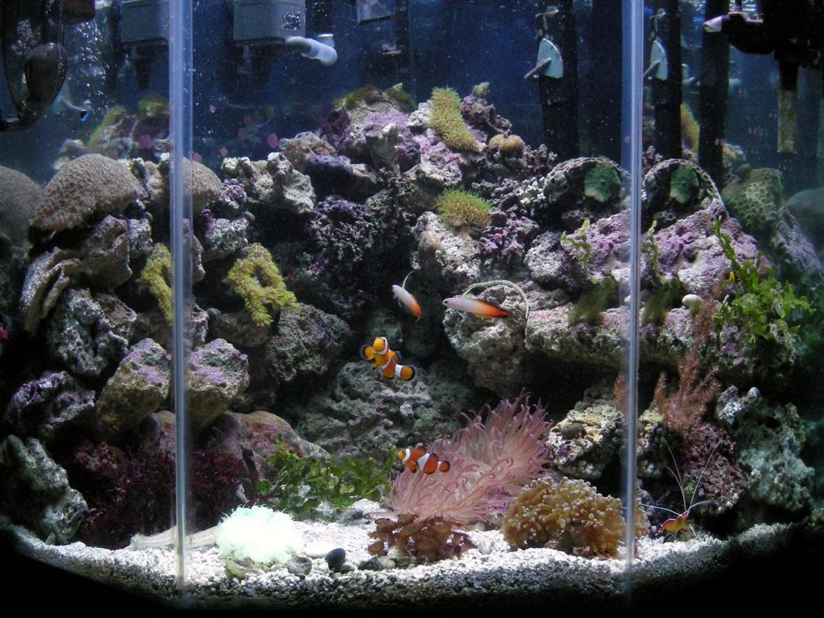 45 gallons reef tank (mostly live coral and fish) - Our tank blew a seam and we had to replace it. It was a long weekend. I will put up pictures of the new one later. This was our 45 gallon 5-sided tank. It is neat you get different looks from each of the 3 sides you view.