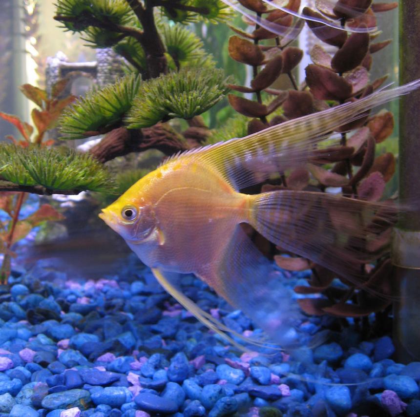 Rated #965: Freshwater Fish - Pterophyllum Sp. - Gold Veil Angel Stocking In 55 Gallons Tank - My largest Gold Veil Angel "Dylan"
