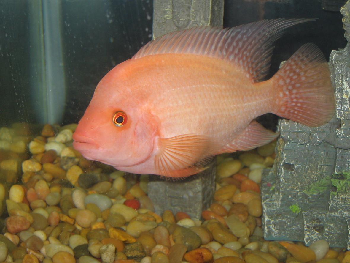 freshwater fish - amphilophus labiatus - red devil stocking in 30 gallons tank - Name is Jeb, he is a Midas, some also call him a Red Devil even tho truth is, Midas are Hybrids.