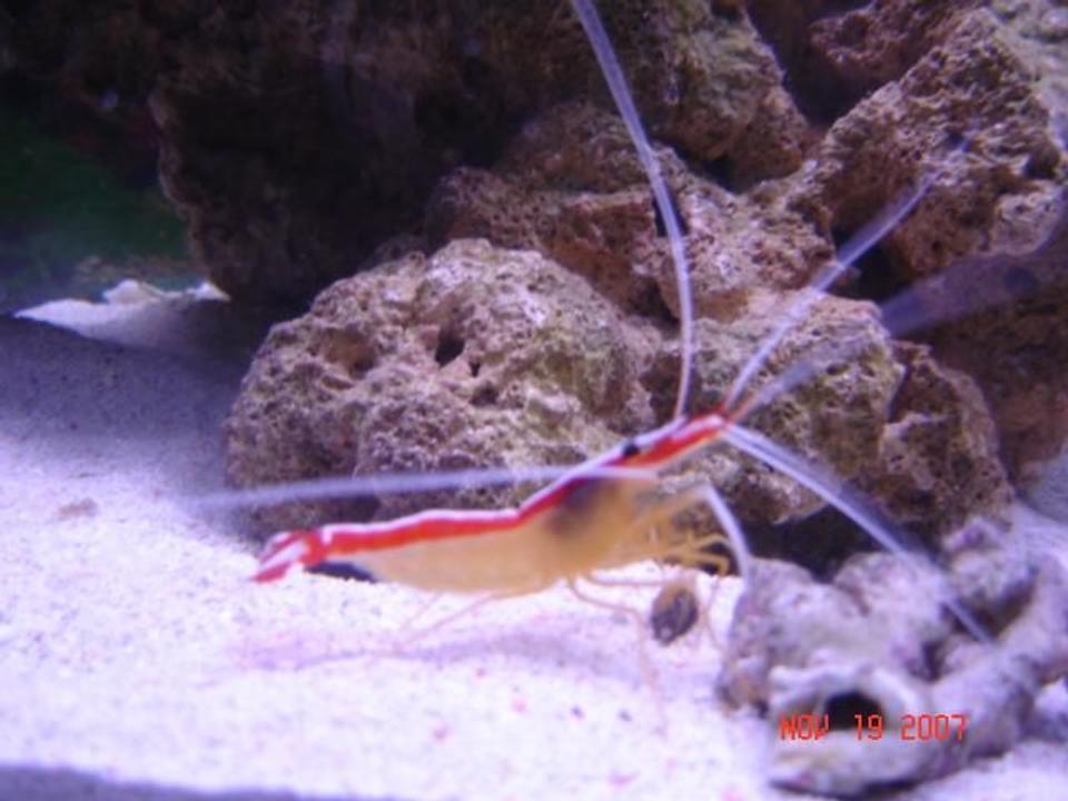 corals inverts - lysmata amboinensis - scarlet skunk cleaner shrimp stocking in 75 gallons tank - Cleaner Skunk Shrimp