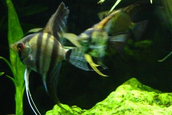 freshwater fish - pterophyllum sp. - silver zebra angel stocking in 55 gallons tank - Ambush-in-progress! Two angelfish (Pterophyllum scalare), one of which is obviously gunning for Alpha.