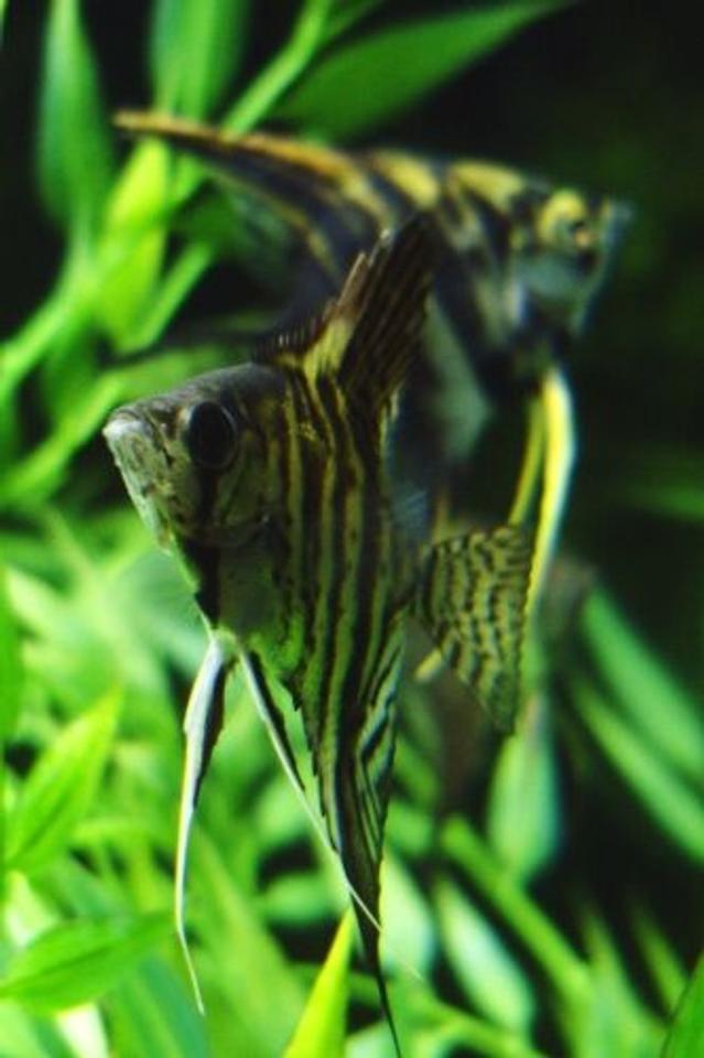freshwater fish - pterophyllum altum - altum angel- true wild strain stocking in 55 gallons tank - Two angelfish (Pterophyllum scalare). Unfortunately, the stripey leopard one in the foreground got freaked out one day and jumped out of the tank. He somehow made it through a hole that I never thought an angelfish could aim for, let alone fit through. RIP.