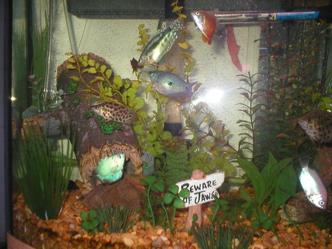 29 gallons freshwater fish tank (mostly fish and non-living decorations) - 29gal Gourami Tank