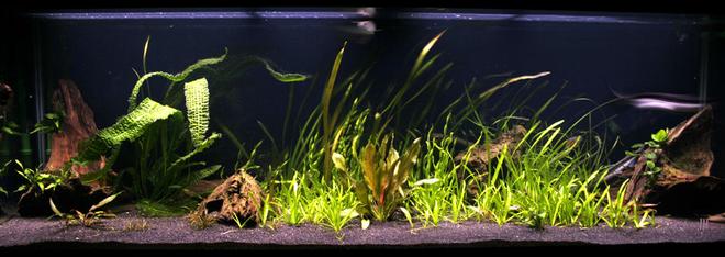 200 gallons freshwater fish tank (mostly fish and non-living decorations) - 720L / 200G