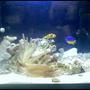 10 gallons saltwater fish tank (mostly fish, little/no live coral) - the tommy, nemo, and angleica