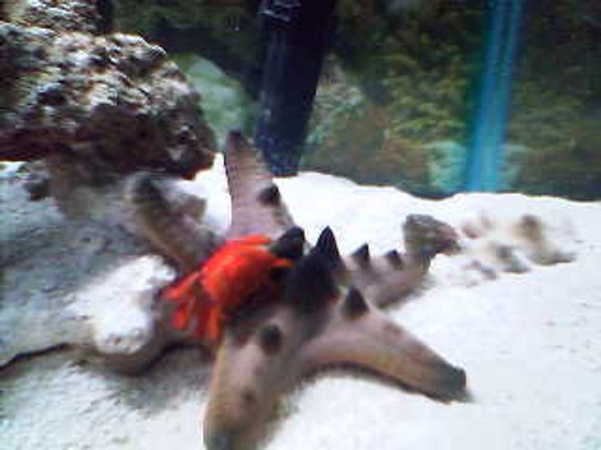 Rated #88: Corals Inverts - Protoreastor Nodosus - Chocolate Chip Starfish Stocking In 75 Gallons Tank - Red Phil Crab riding my Chocolate Chip Starfish