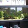 100 gallons freshwater fish tank (mostly fish and non-living decorations) - my rio 400