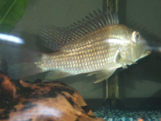 freshwater fish - geophagus jurupari - demon fish stocking in 100 gallons tank - my 10" Geophagus jurupari