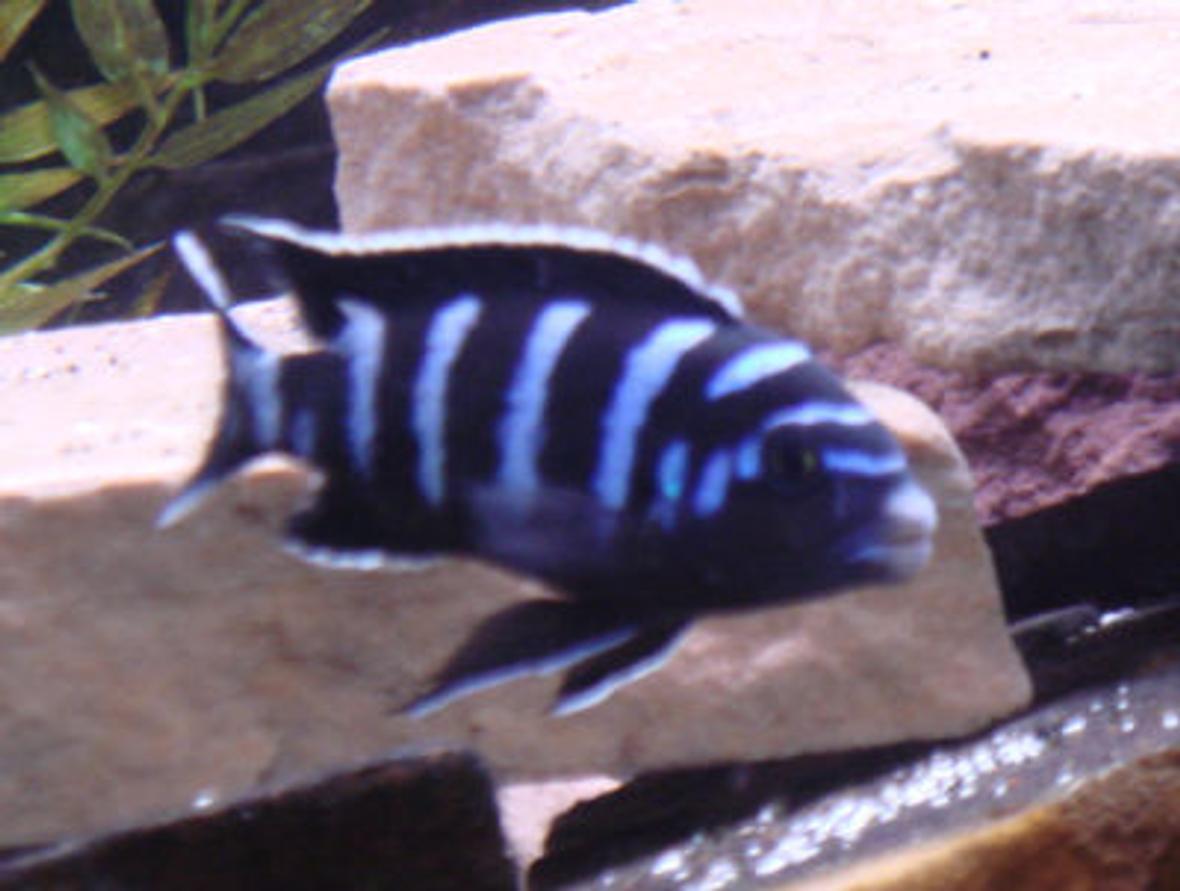 freshwater fish - pseudotropheus demasoni - demasoni cichlid stocking in 75 gallons tank - my demasoni