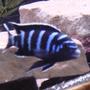freshwater fish - pseudotropheus demasoni - demasoni cichlid stocking in 75 gallons tank - my demasoni