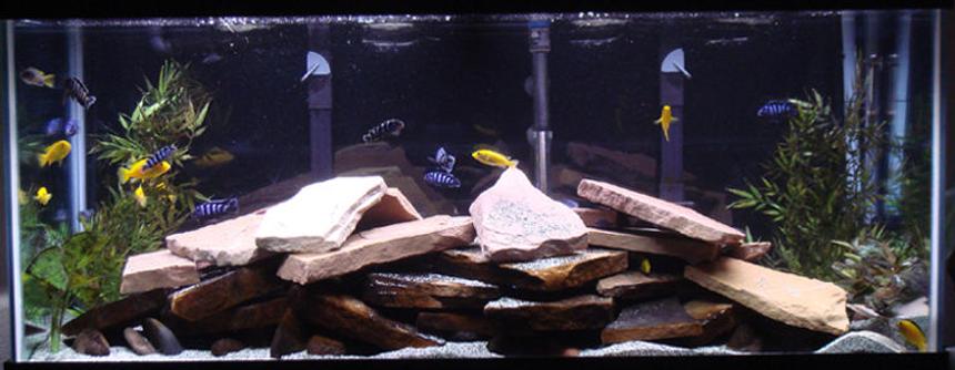 Rated #78: 75 Gallons Freshwater Fish Tank - my 75 gallon mbuna tank