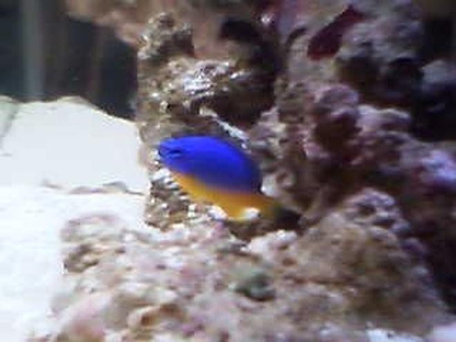 saltwater fish - chrysyptera taupou - fiji blue devil damselfish stocking in 10 gallons tank - tommy upclose and personal