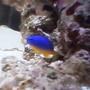 saltwater fish - chrysyptera taupou - fiji blue devil damselfish stocking in 10 gallons tank - tommy upclose and personal