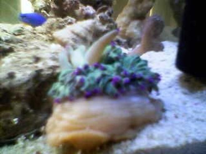 corals inverts stocking in 10 gallons tank - angelica (little)