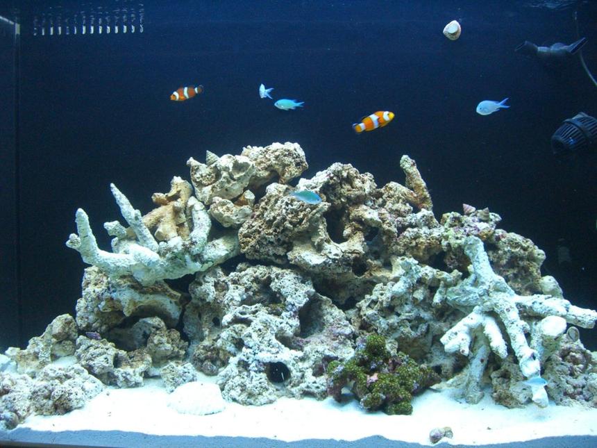 Rated #210: 65 Gallons Reef Tank - Its been 1 month and I cant wait to add more specimens, slowly.