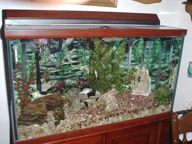 58 gallons freshwater fish tank (mostly fish and non-living decorations) - I've enjoyed this 58 gallon fish tank for the past 3 years.  It's a nice addition to my living room now.