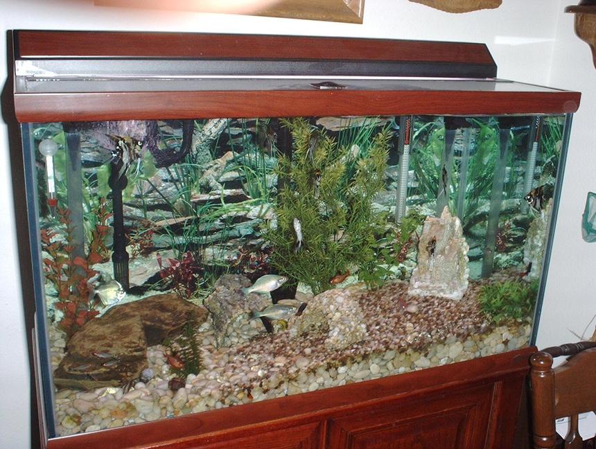 Rated #3500: 58 Gallons Freshwater Fish Tank - I've enjoyed this 58 gallon fish tank for the past 3 years.  It's a nice addition to my living room now.